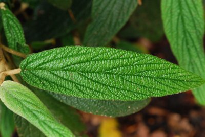 Viburnum rhytidophyllum - kalina vrásčitolistá - list